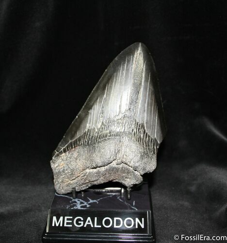 Massive Inch Megalodon Tooth #1028